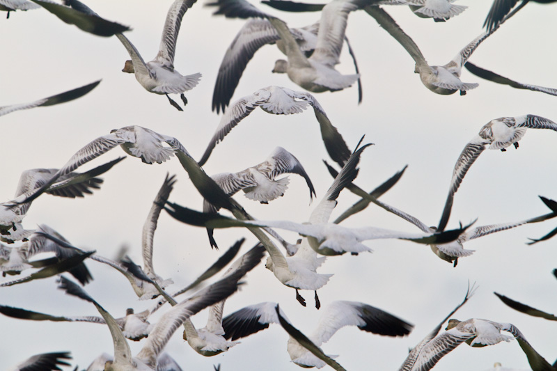 Snow Geese In Flight